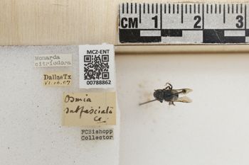 Media type: image;   Entomology 788862 Aspect: Labels